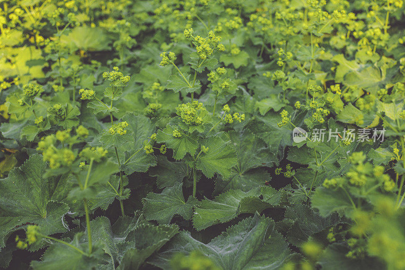 夏季/秋季花